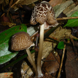 Entoloma ipiranguense