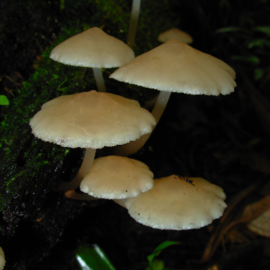 Filoboletus gracilis