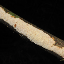Fomitiporia bambusarum