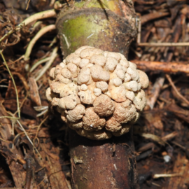 Hypocrella gartneriana