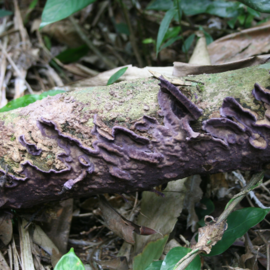 Phlebiopsis crassa