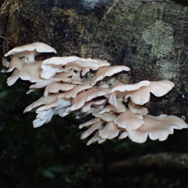 Pleurotus djamor