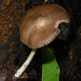 Pluteus argentinensis
