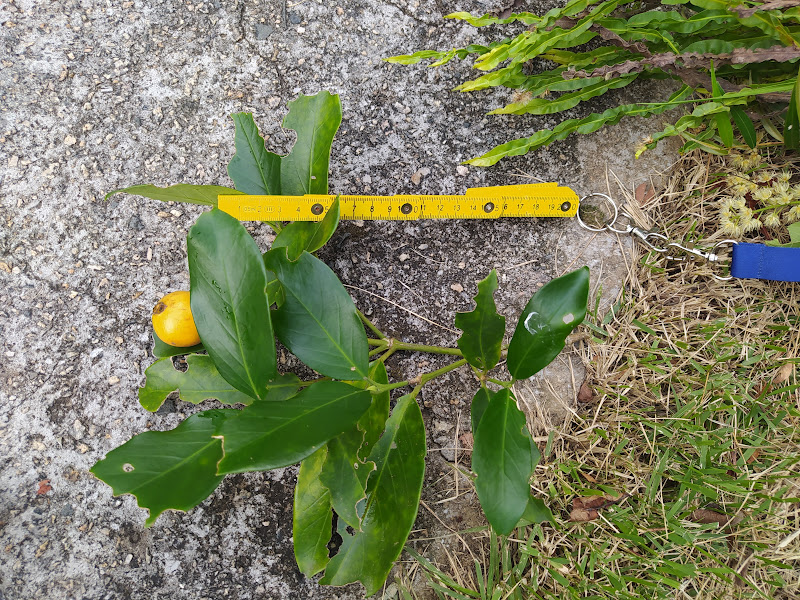 Posoqueria acutifolia - Foto  Jefferson Mota