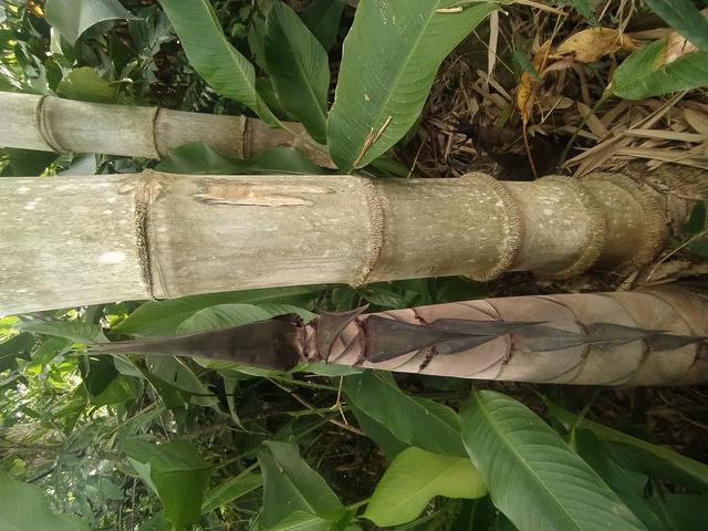 Dendrocalamus asper  - Foto_ Ana Clara Farias