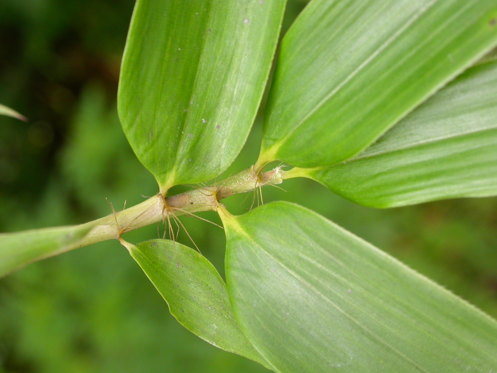 Phyllostachys aurea - Foto Matt Lavin