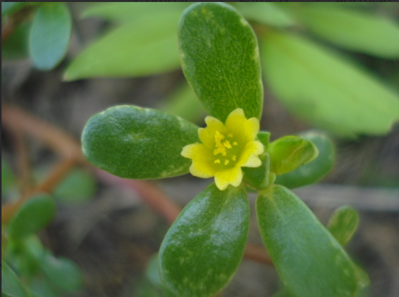 Portulaca oleracea 