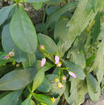 Talinum paniculatum - Foto_ Ana Clara Farias