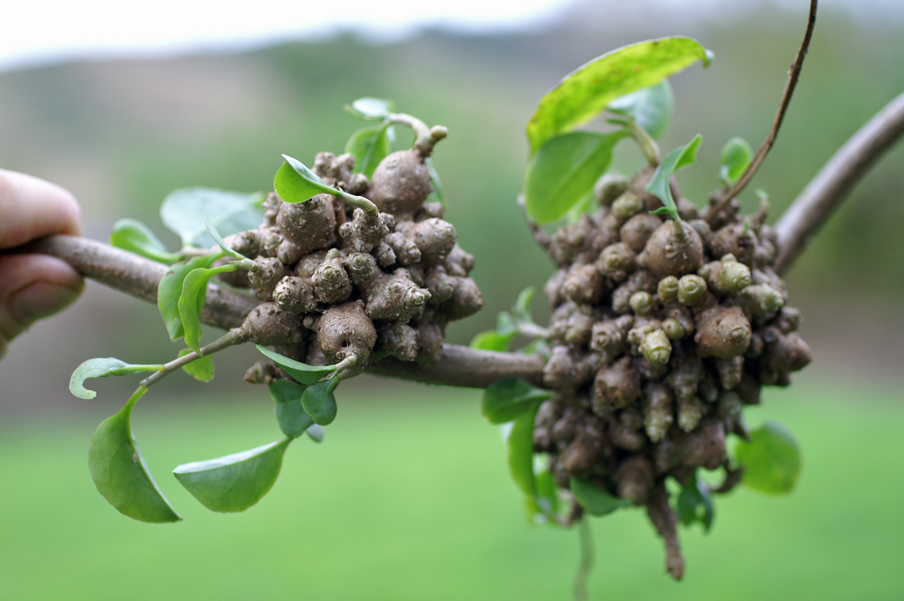 Anredera cordifolia - Foto_ Harry Rose