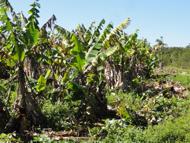 20110901 Fazenda Corte Bananal 018.jpg