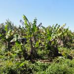 20110901 Fazenda Corte Bananal 019.jpg