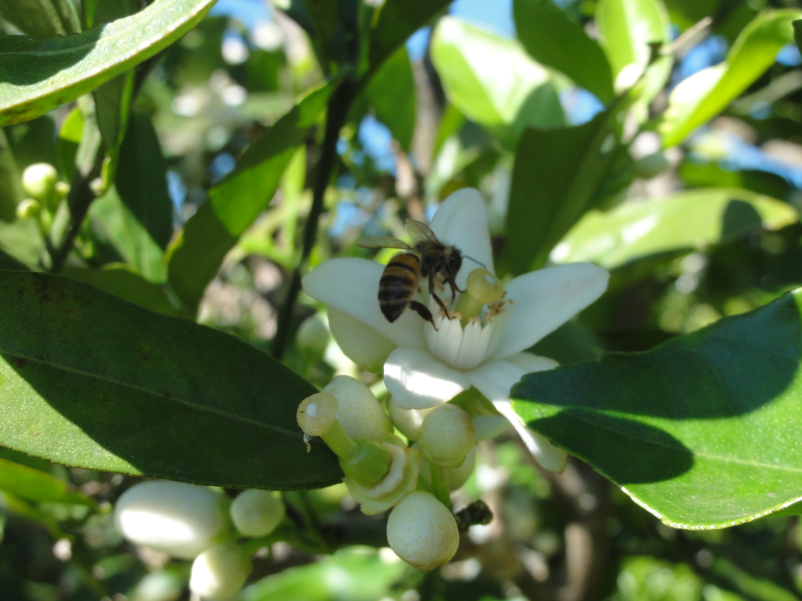 20110901 Fazenda Flores Laranjeira abelhas 002.jpg