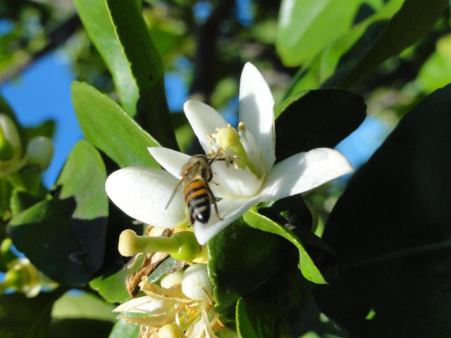 20110901 Fazenda Flores Laranjeira abelhas 006.jpg