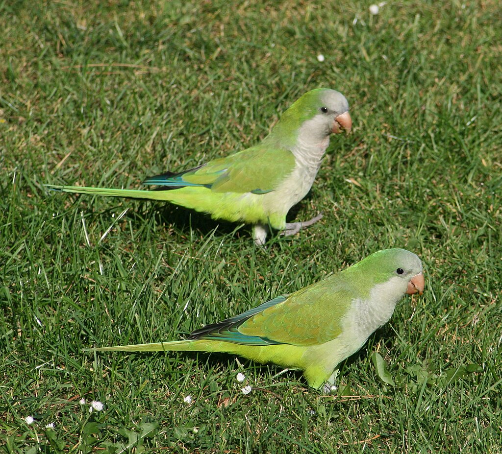 Caturrita_