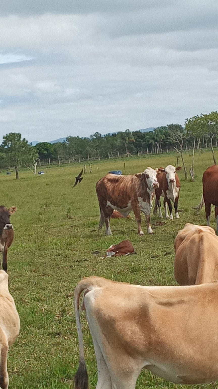 2023-10-22 Fazenda Bovinocultura Nascimento terneiro bovino