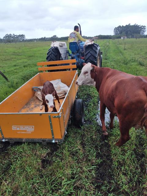 2023-11-01 Fazenda Bovinocultura Terneiro sendo transportado e vaca mãe