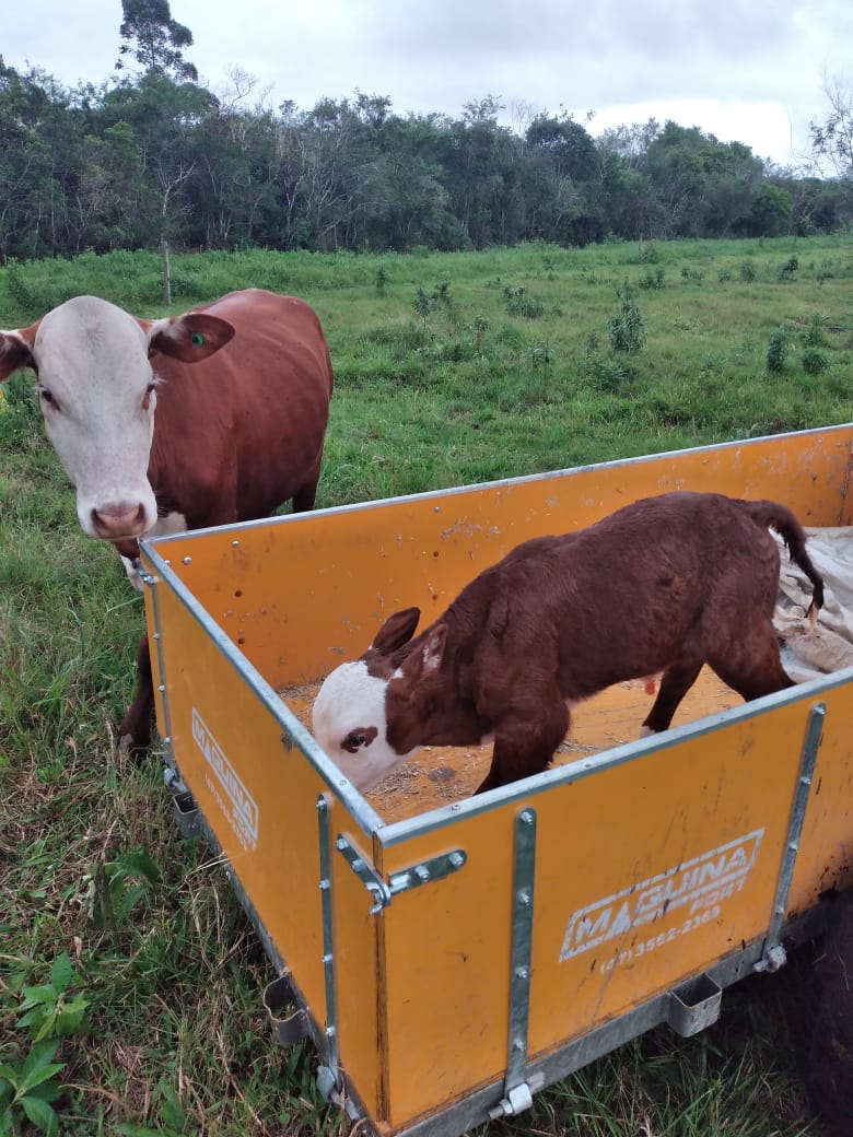 2023-11-01 Fazenda Bovinocultura Terneiro sendo transportado e vaca mãe 2