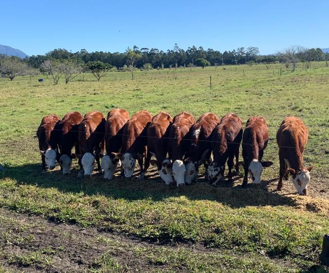 2021-07-19 Fazenda Bovinocultura silagem para terneiros no pasto