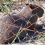 2022-06-29 Fazenda Mastofauna Capivara tranquila próxima à entrada sul