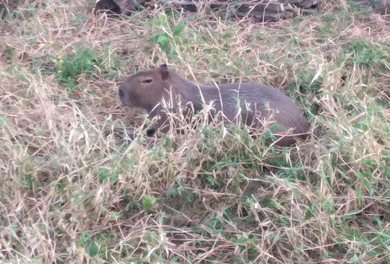 2022-07-11 Fazenda Mastofauna Capivara
