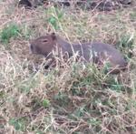 2022-07-11 Fazenda Mastofauna Capivara