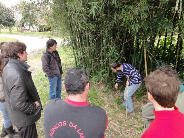 20110903 Fazenda Curso Bambu Cultivo e Manejo touceira 007.jpg