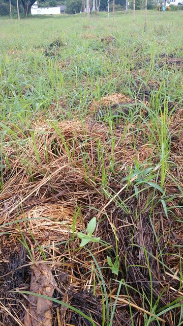 20190215 Fazenda Área experimental da entrada tomada tiririca plantas expontâneas