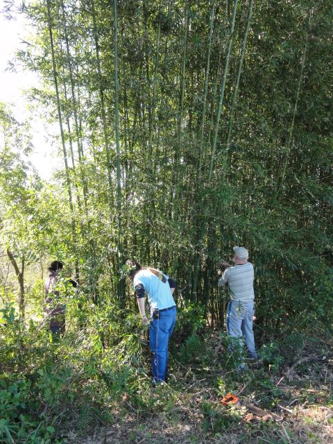 20110903 Fazenda Curso Bambu Cultivo e Manejo touceira 011.jpg