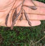 20190422 Fazenda tentativa identificação leguminosa espontânea forrageira e ornamental (2)