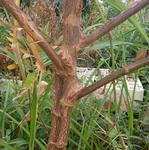 20190422 Fazenda tentativa identificação leguminosa espontânea forrageira e ornamental (3)