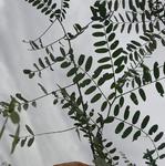 20190422 Fazenda tentativa identificação leguminosa espontânea forrageira e ornamental (4)