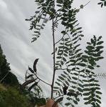 20190422 Fazenda tentativa identificação leguminosa espontânea forrageira e ornamental (5)