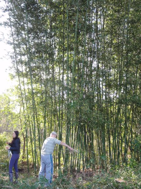 20110903 Fazenda Curso Bambu Cultivo e Manejo touceira 015.jpg