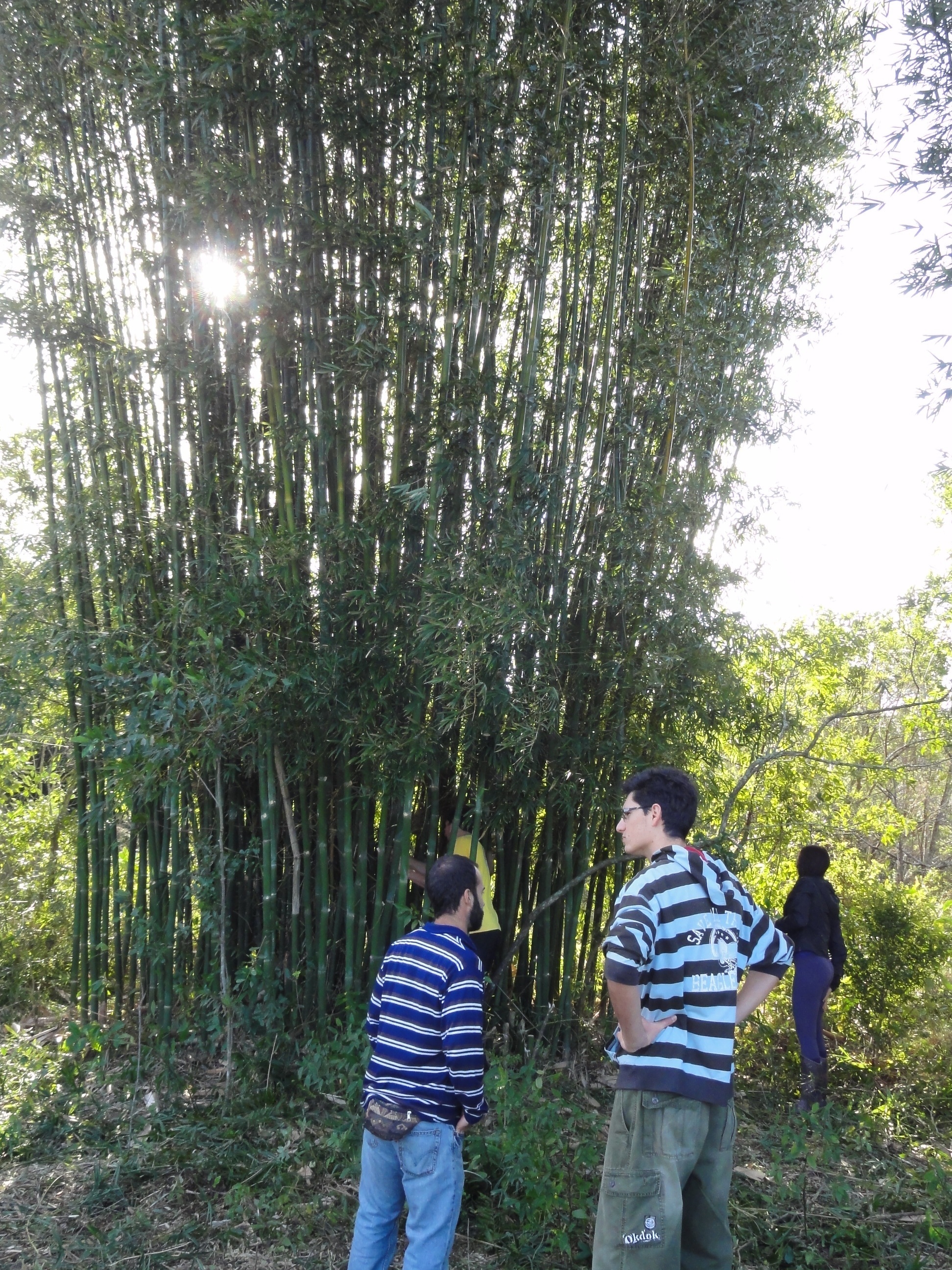 20110903 Fazenda Curso Bambu Cultivo e Manejo touceira 016.jpg