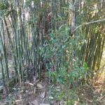 20110903 Fazenda Curso Bambu Cultivo e Manejo touceira 018.jpg