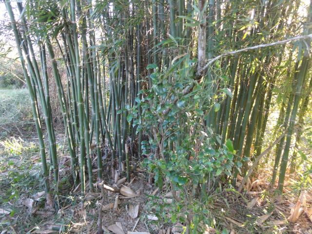20110903 Fazenda Curso Bambu Cultivo e Manejo touceira 018.jpg
