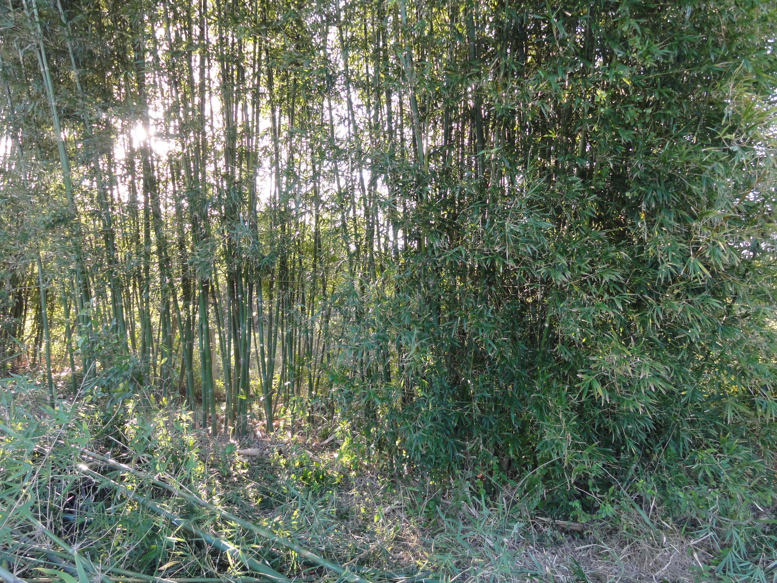 20110903 Fazenda Curso Bambu Cultivo e Manejo touceira 019.jpg