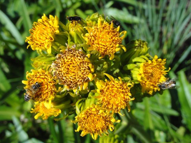 20110913 Fazenda flor melífera com abelhas 004.jpg