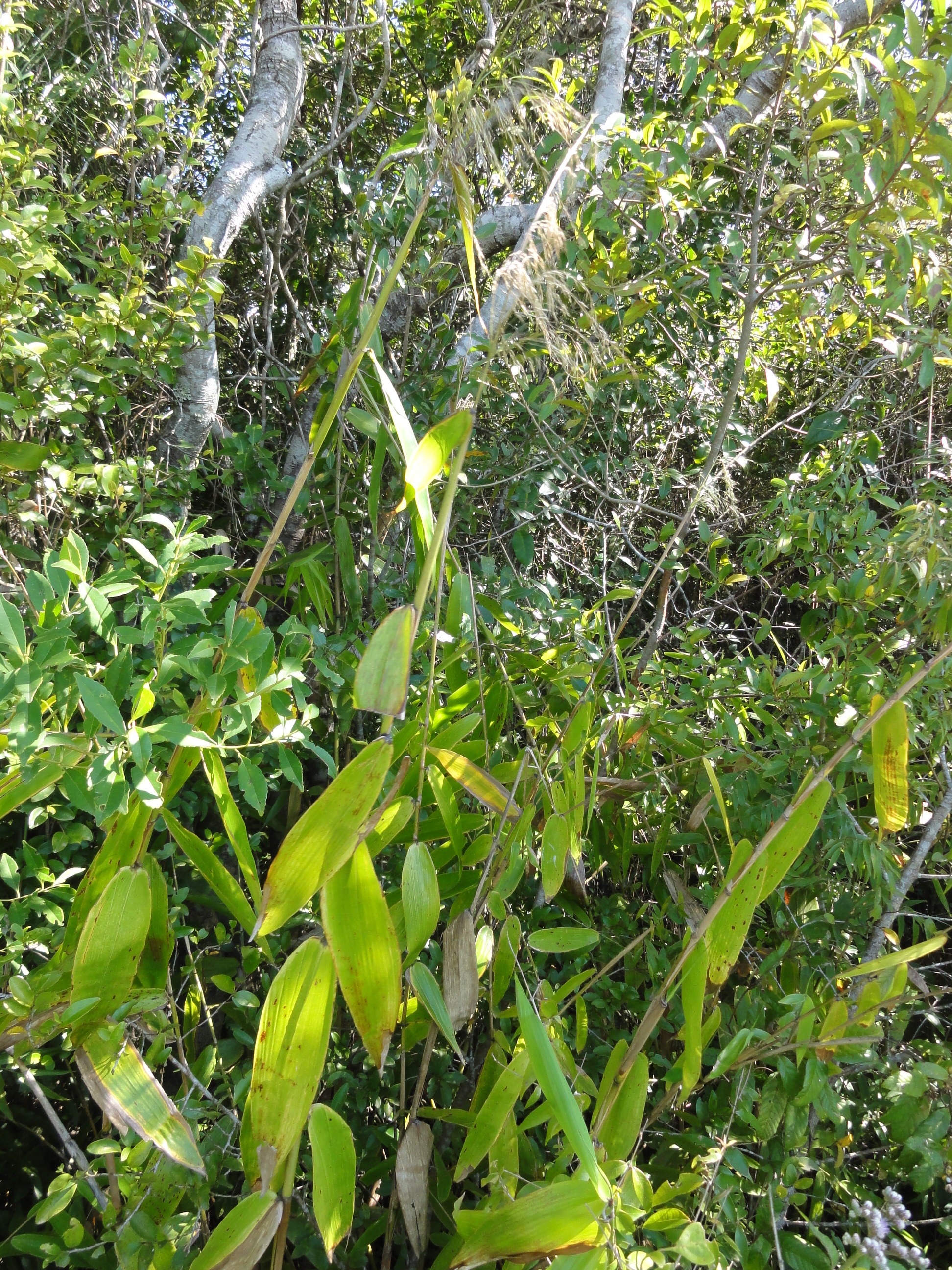 20110921 Fazenda Bambu herbácio florescido 002.jpg
