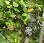 Categoria Fauna