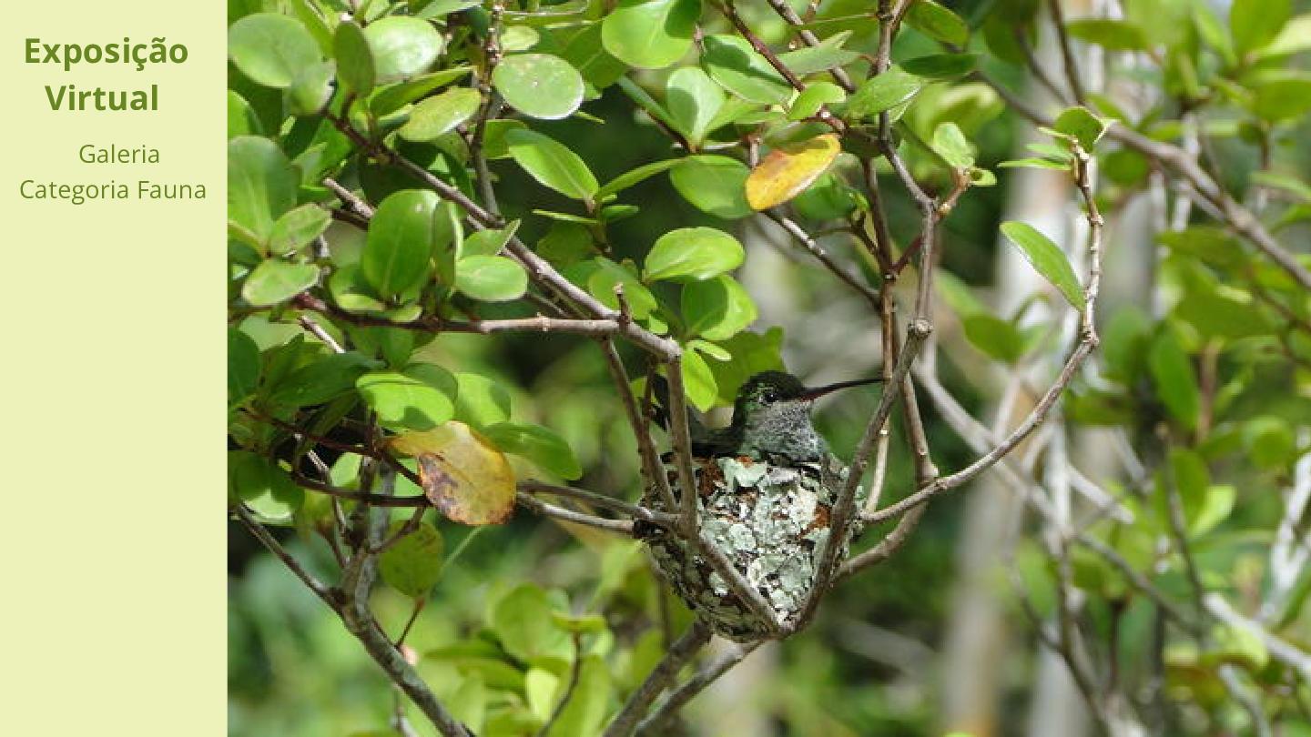 Categoria Fauna