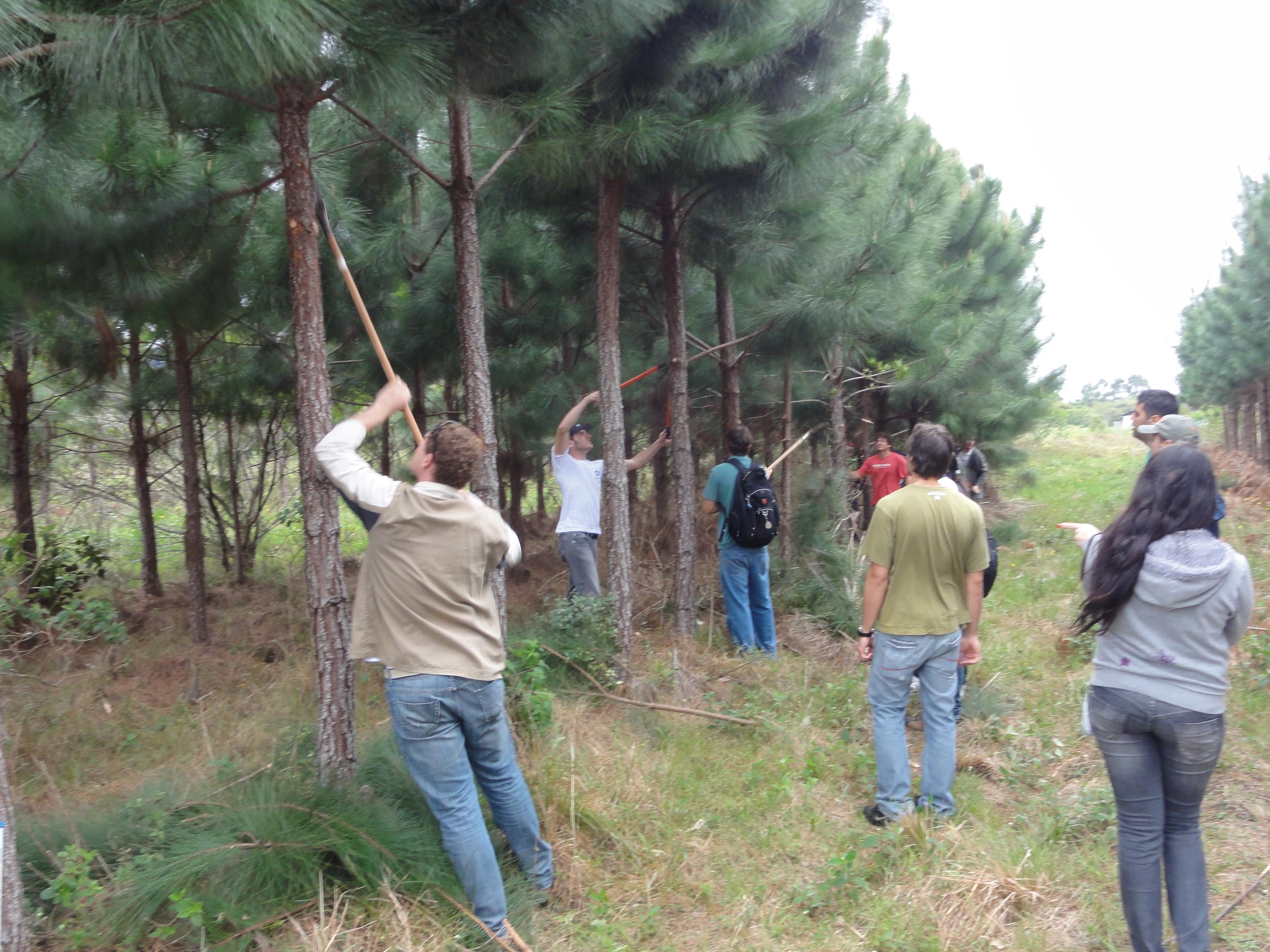 20110923 Fazenda Aula Silvicultura plantio Bracatinga manejBambu 007.jpg