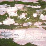 25.110_FUNGA