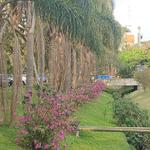 [04.007] Título: Primavera no Câmpus Trindade | Autor: Eveline Besen | Local: Corredor entre BU e FAPEU