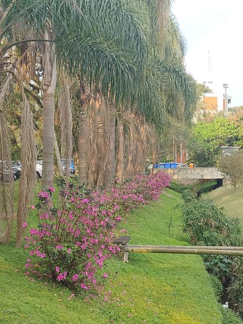 [04.007] Título: Primavera no Câmpus Trindade | Autor: Eveline Besen | Local: Corredor entre BU e FAPEU