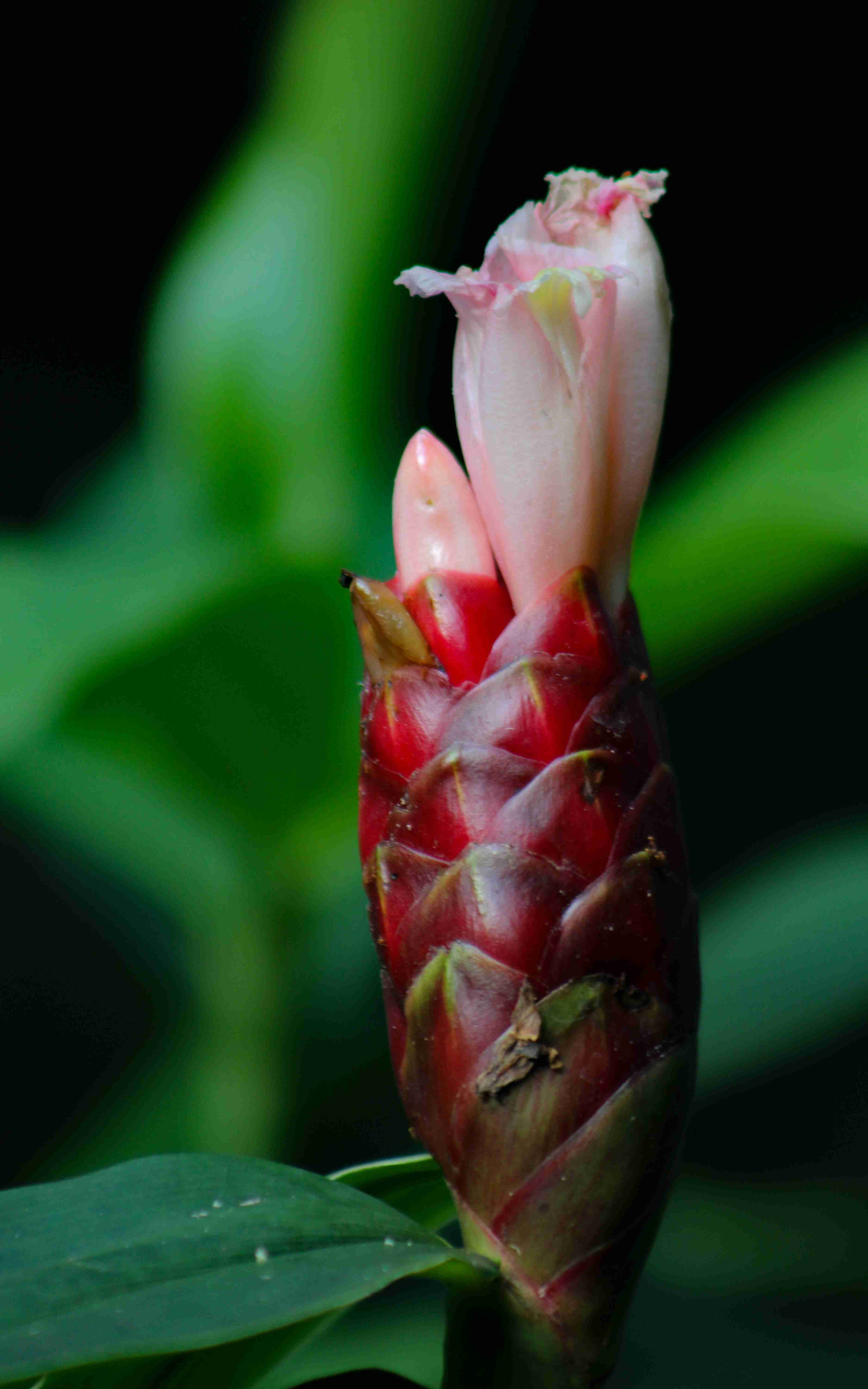 [06.014] Título: Gengibre-rosa | Autor: Christian Gabriel | Local: Botânica (CCB)