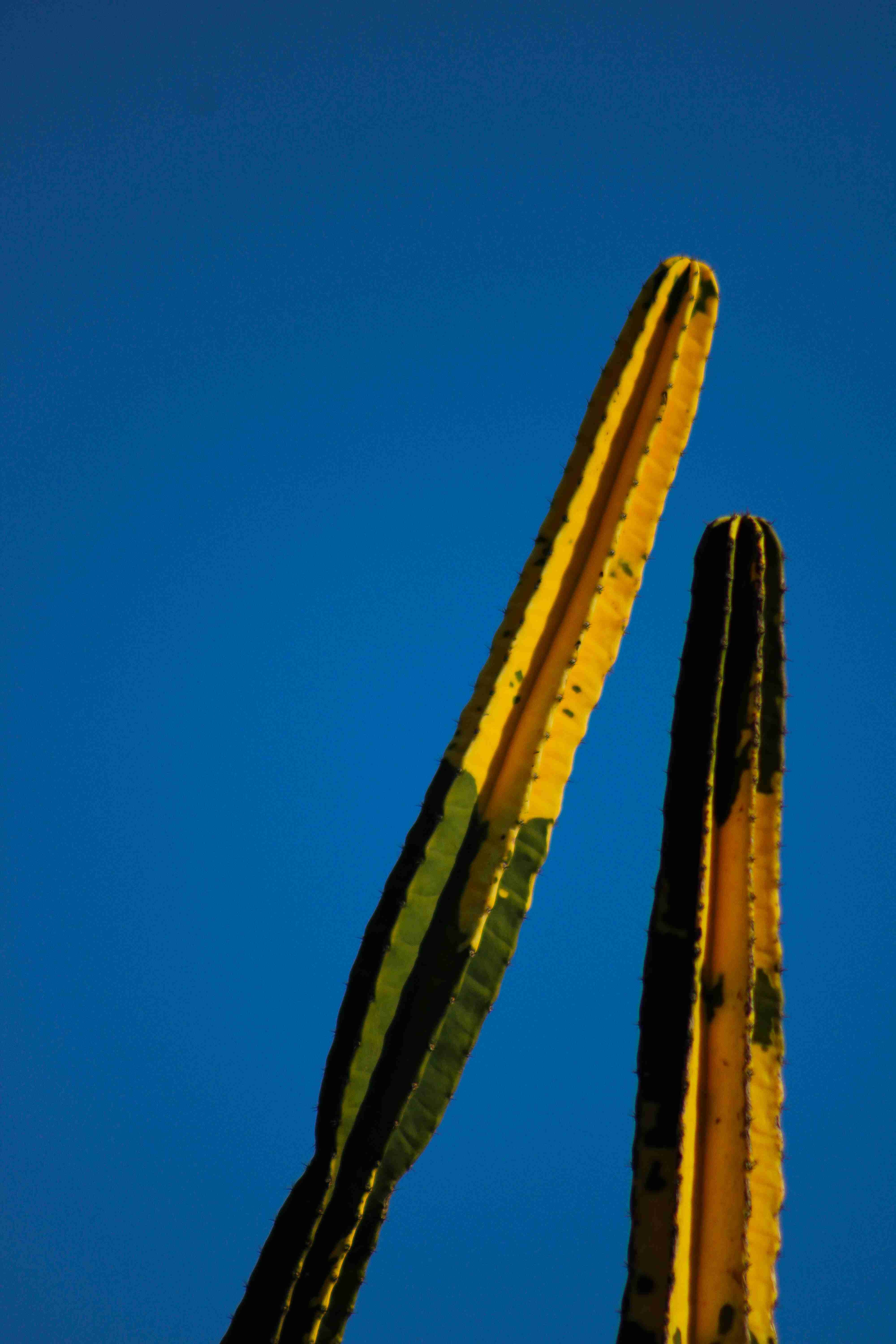 [06.015] Título: Cacto-hipotenusa | Autor: Christian Gabriel | Local: Botânica (CCB)