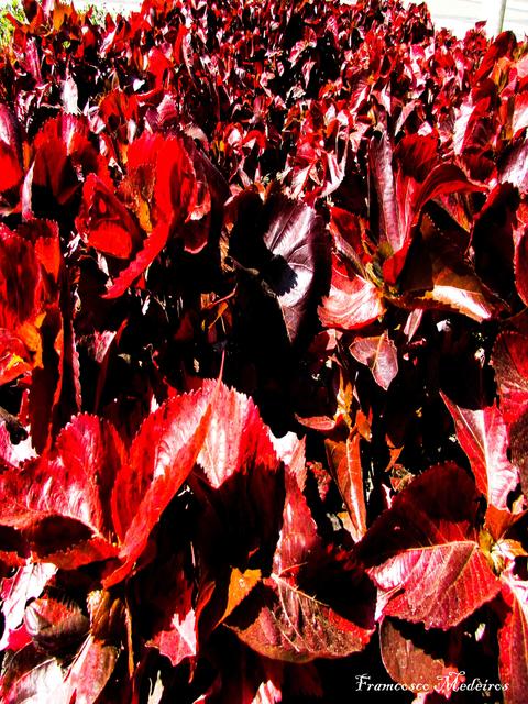 [07.018] Título: Acalifa vermelha | Autor: Francisco Medeiros | Local: Jardim em frente à Reitoria