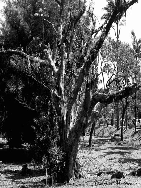 [07.019] Título: Antiga árvore morrendo | Autor: Francisco Medeiros | Local: Atrás da BU