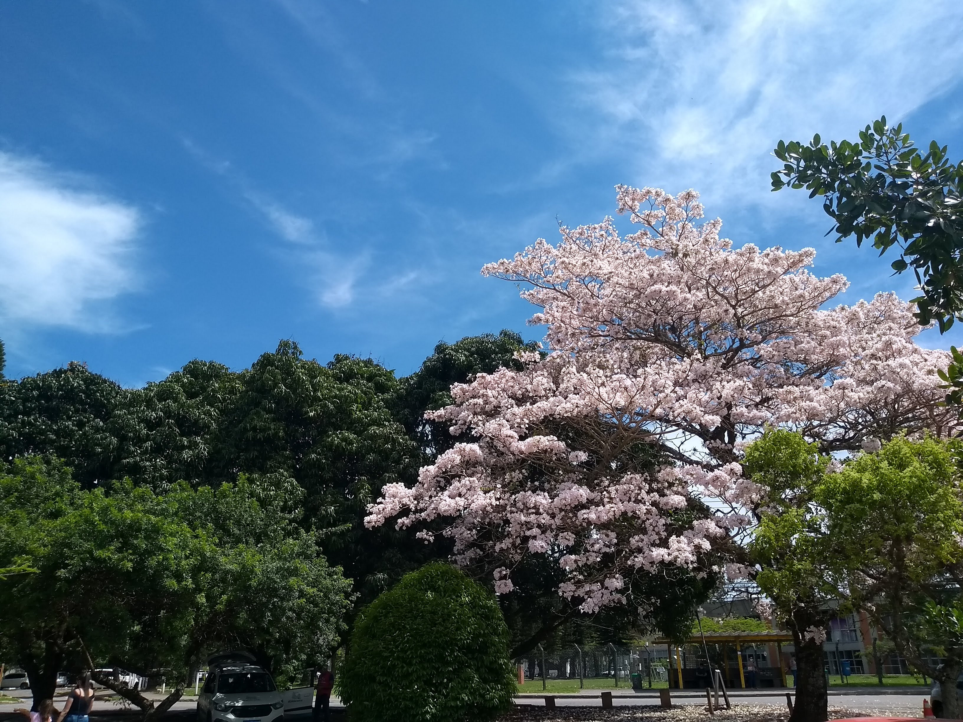 [13.048] Título: Ypê da saúde | Autor: Tiago Bini | Local: Entre CCS e Banco do Brasil